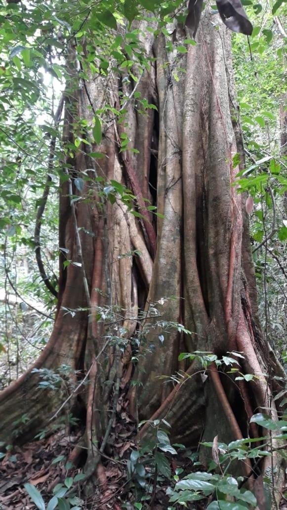 Sinharaja Hostel 114 Deniyaya Bagian luar foto