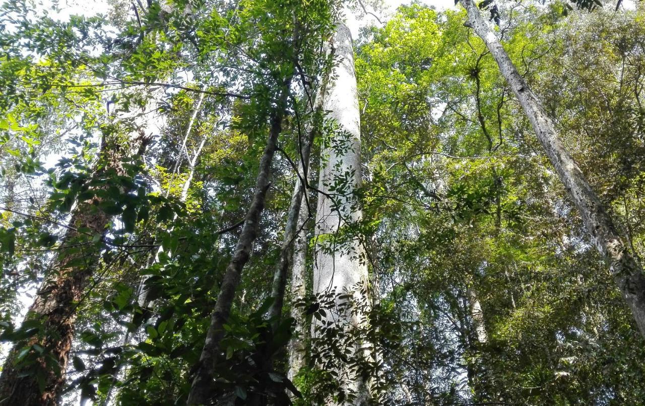 Sinharaja Hostel 114 Deniyaya Bagian luar foto