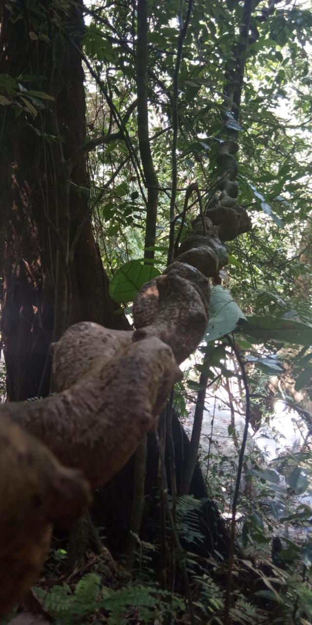 Sinharaja Hostel 114 Deniyaya Bagian luar foto