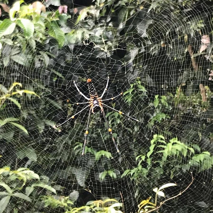 Sinharaja Hostel 114 Deniyaya Bagian luar foto